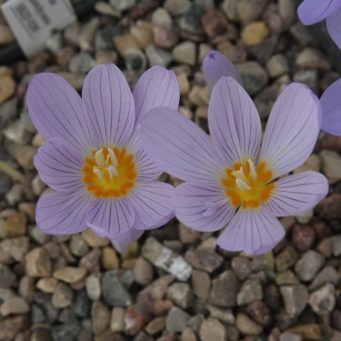 Crocus kotschyanus 'Reliance'