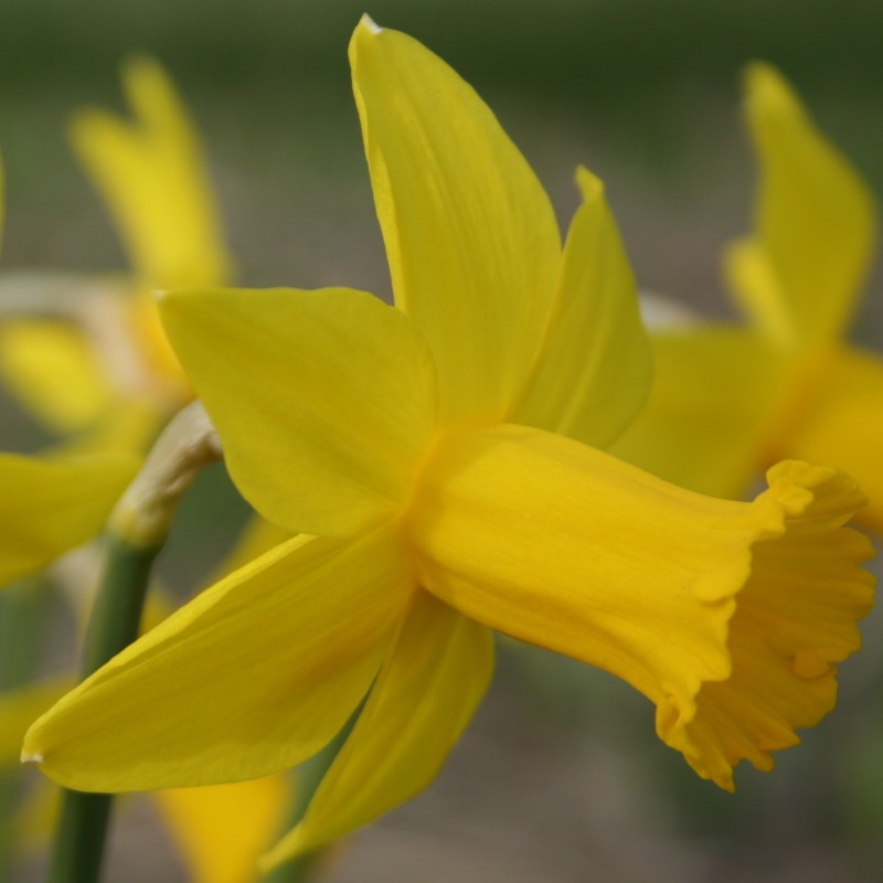 Narcissus 'Amwell Lady' Narcissus 'Amwell Lady'