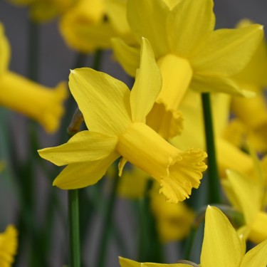 Narcissus 'Amwell Lady' Narcissus 'Amwell Lady'