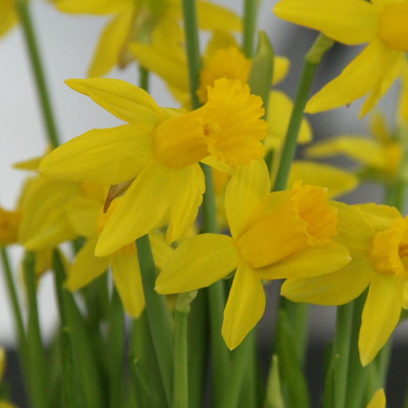 Narcissus 'Amwell Lady' Narcissus 'Amwell Lady'