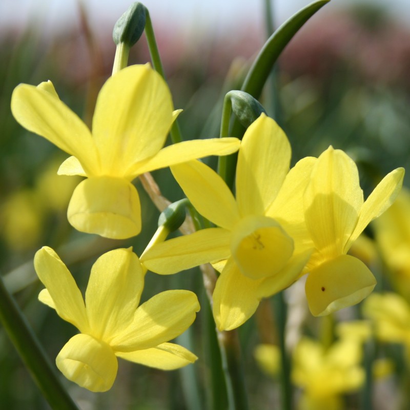 Narcissus 'April Tears' Narcissus 'April Tears'