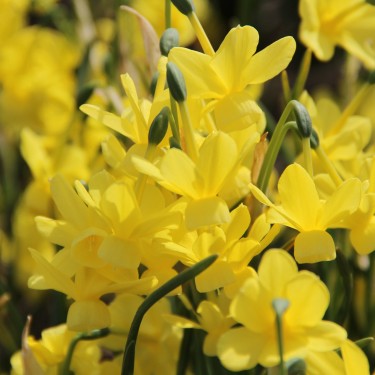 Narcissus 'April Tears' Narcissus 'April Tears'