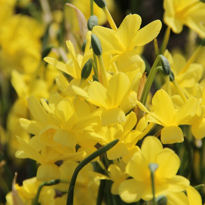 Narcissus 'April Tears' Narcissus 'April Tears'