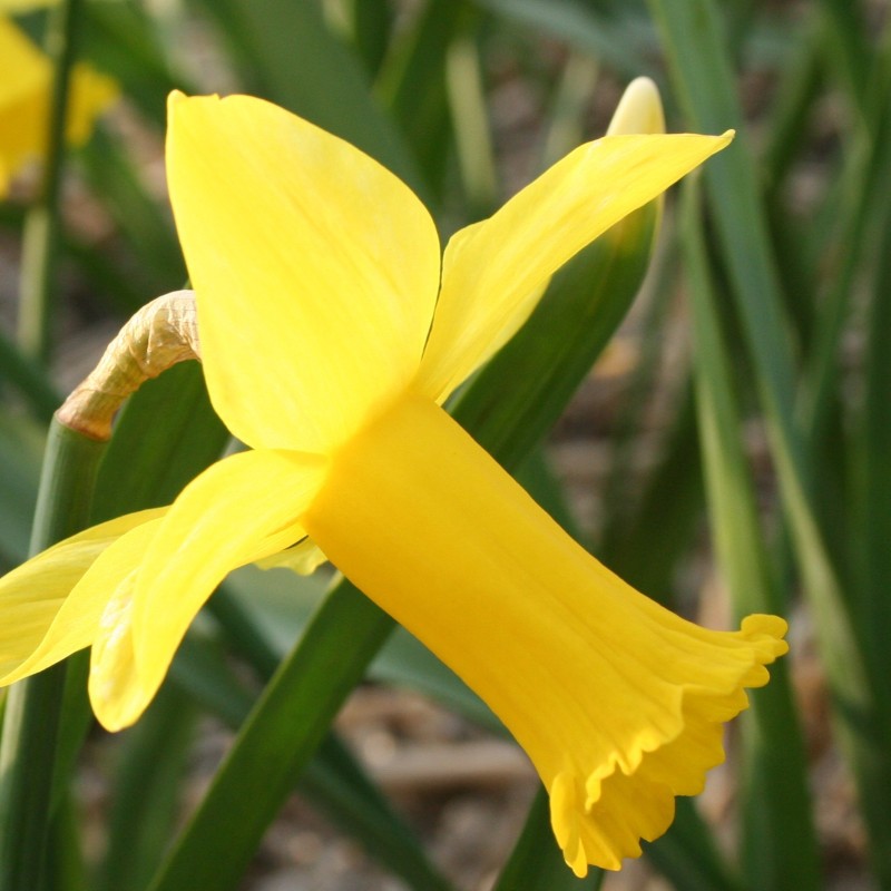 Narcissus 'Baby doll' Narcissus 'Baby doll'