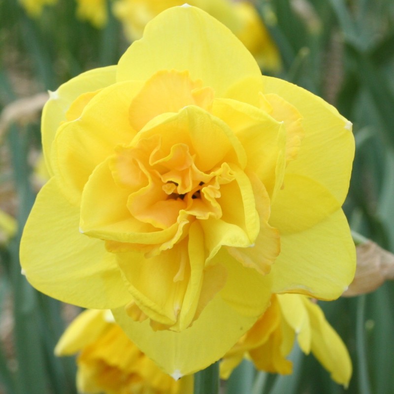 Narcissus 'Baldock' Narcissus 'Baldock'