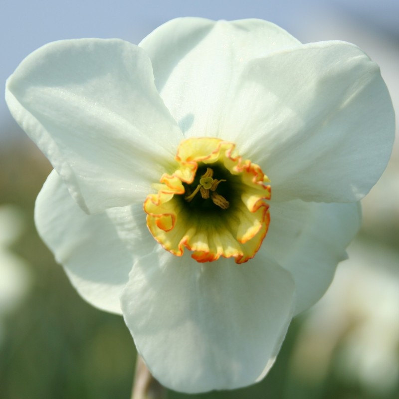 Narcissus 'Baltic Shore' Narcissus 'Baltic Shore'