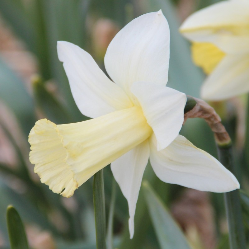 Narcissus 'Beersheba' Narcissus 'Beersheba'