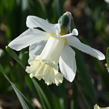 Narcissus 'Beersheba'