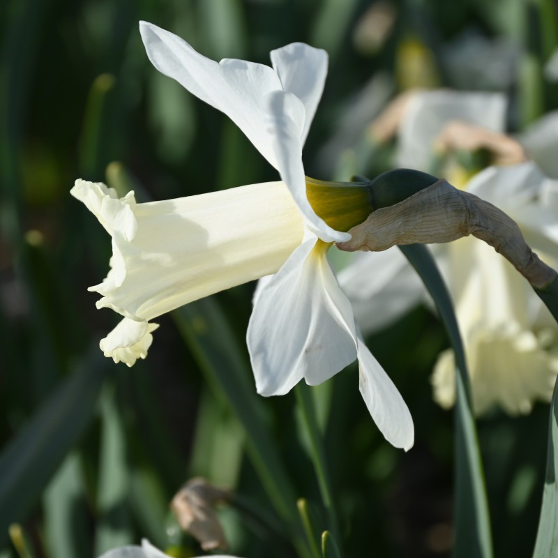 Narcissus 'Beersheba' Narcissus 'Beersheba'