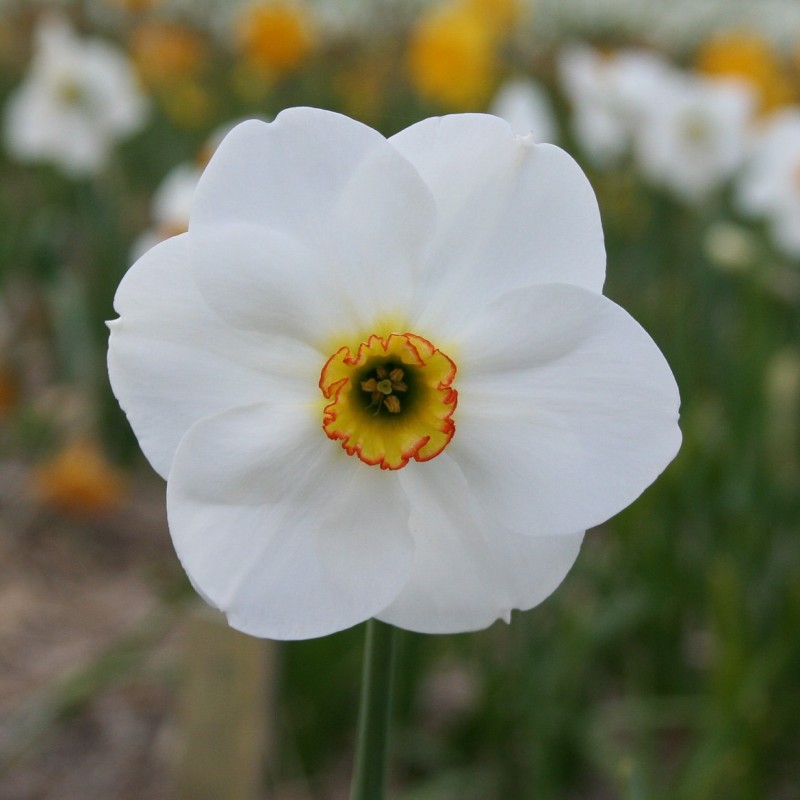 Narcissus 'Blissland' Narcissus 'Blissland'