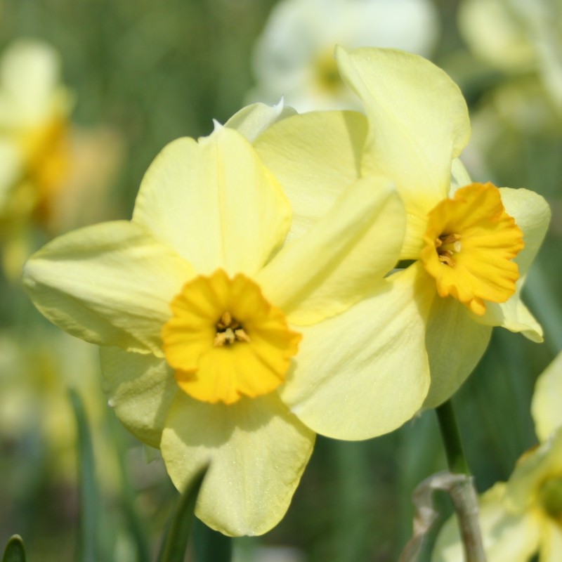 Narcissus 'Bobbysoxer' Narcissus 'Bobbysoxer'