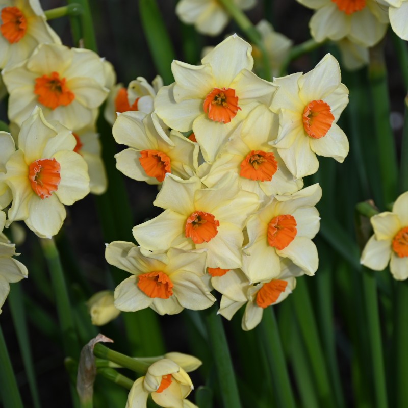 Narcissus 'Bright Spangles' Narcissus 'Bright Spangles'
