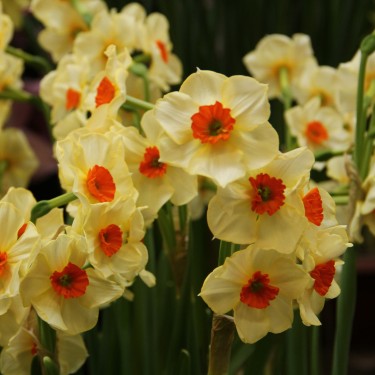 Narcissus 'Bright Spangles' Narcissus 'Bright Spangles'