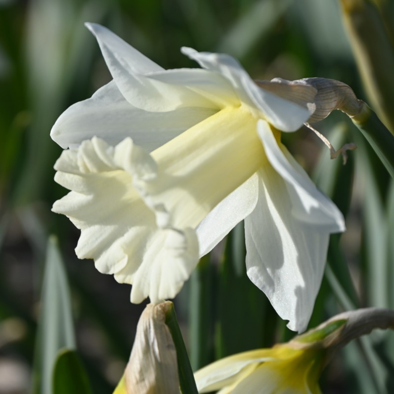 Narcissus 'Broughshane' Narcissus 'Broughshane'