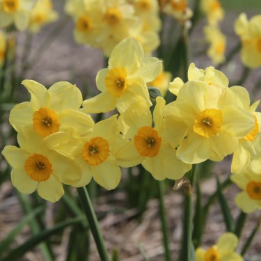 Narcissus 'Canary Bird'