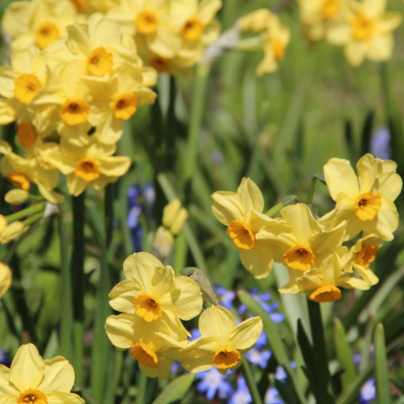 Narcissus 'Canary Bird' Narcissus 'Canary Bird'