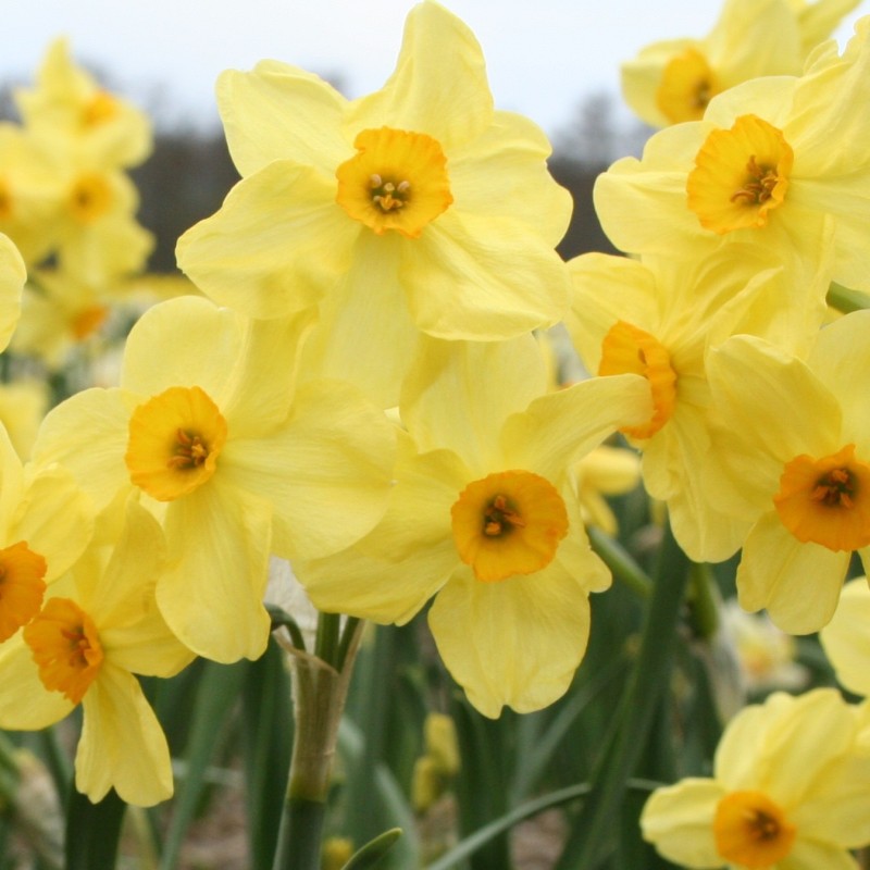 Narcissus 'Canary Bird' Narcissus 'Canary Bird'
