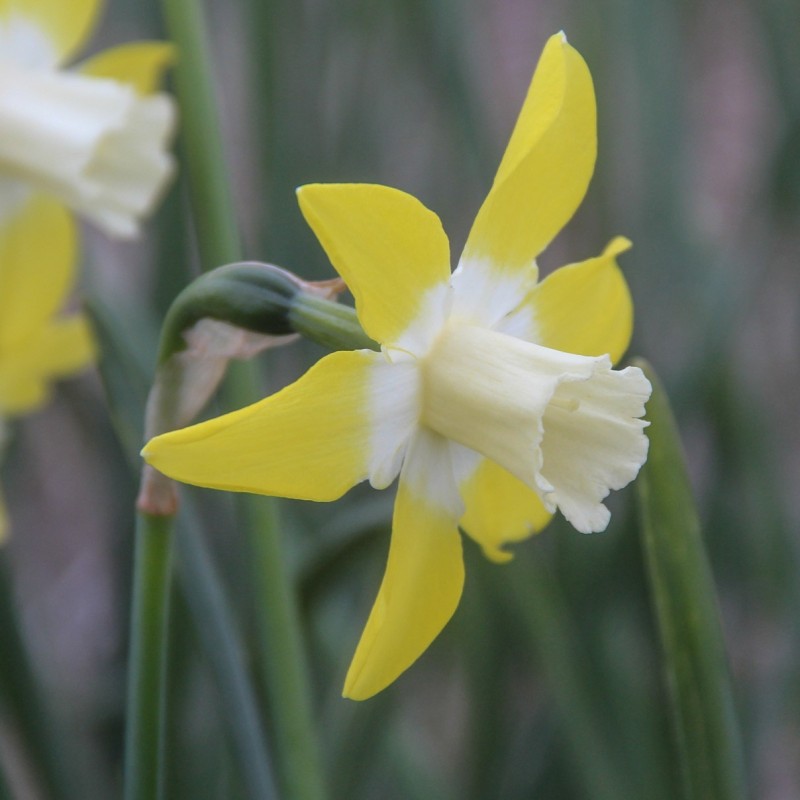 Narcissus 'Canary' Narcissus 'Canary'