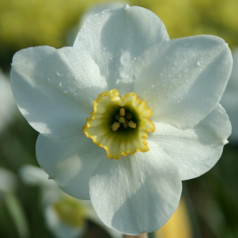 Narcissus 'Capisco' Narcissus 'Capisco'