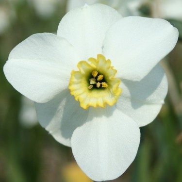 Narcissus 'Capisco' Narcissus 'Capisco'