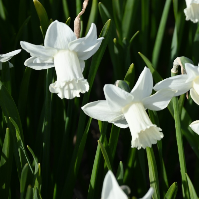 Narcissus 'Cazique' Narcissus 'Cazique'