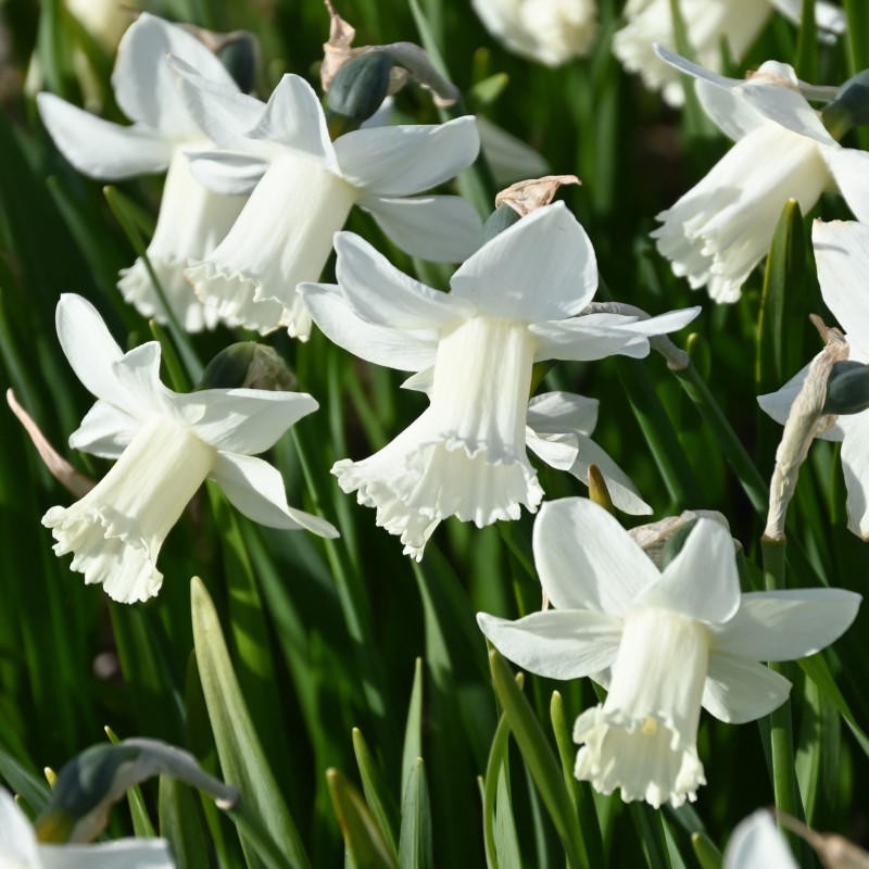 Narcissus 'Cazique' Narcissus 'Cazique'