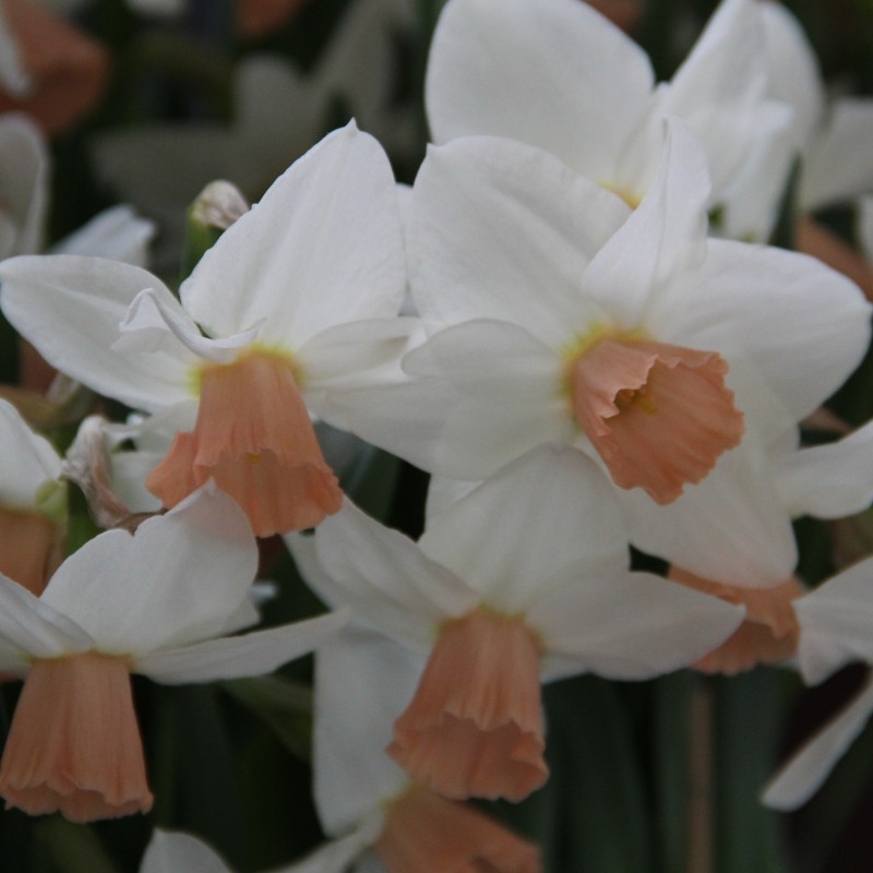 Narcissus 'Cha Cha' Narcissus 'Cha Cha'