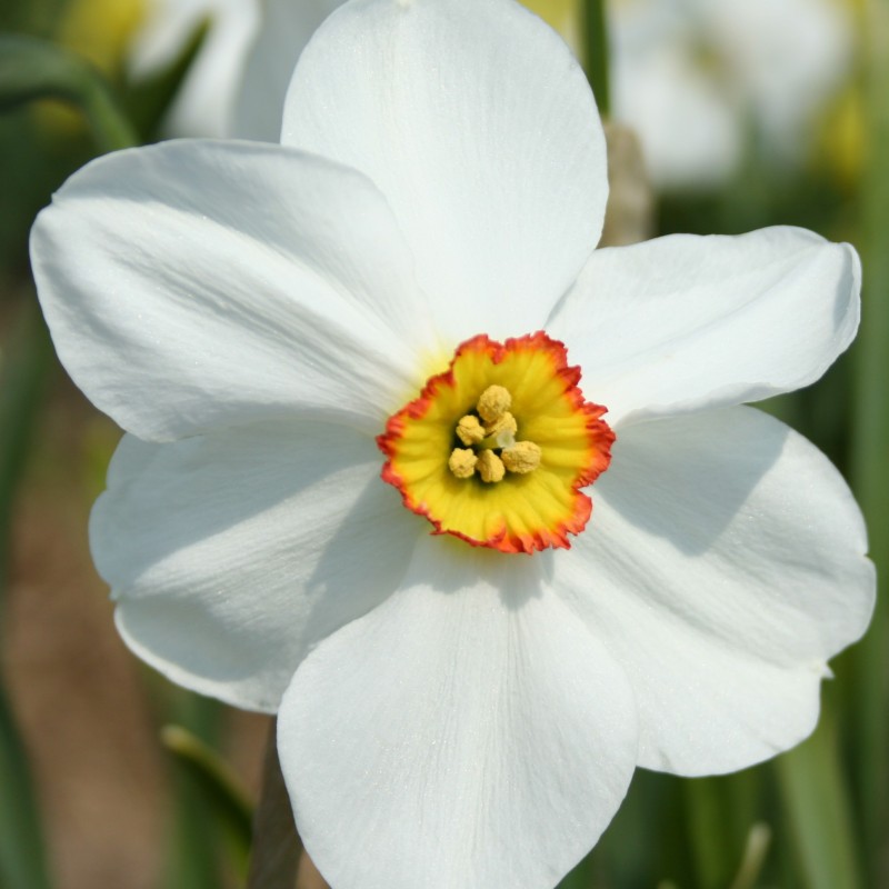 Narcissus 'Chorale' Narcissus 'Chorale'