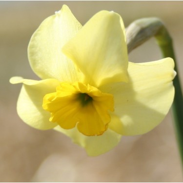 Narcissus 'Clare' Narcissus 'Clare'