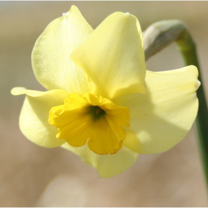 Narcissus 'Clare' Narcissus 'Clare'