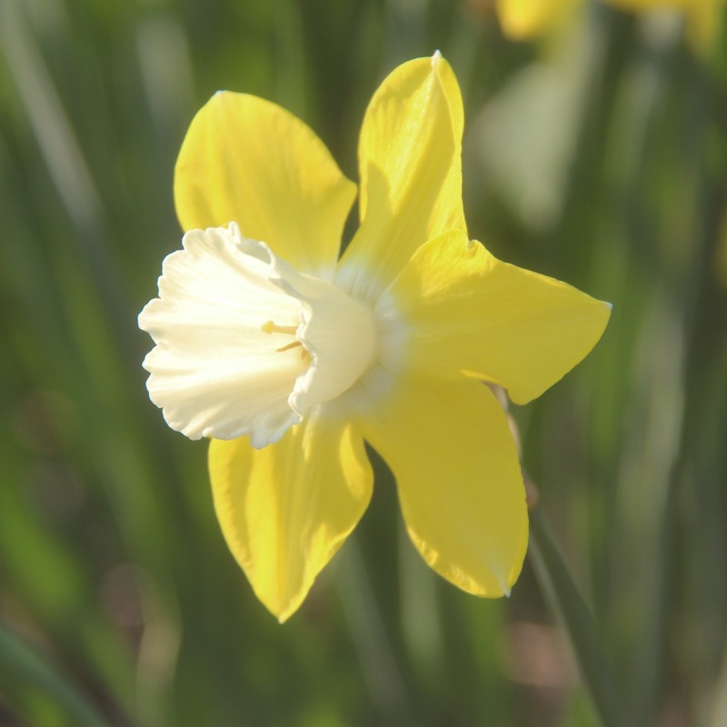 Narcissus 'Cloud Nine'