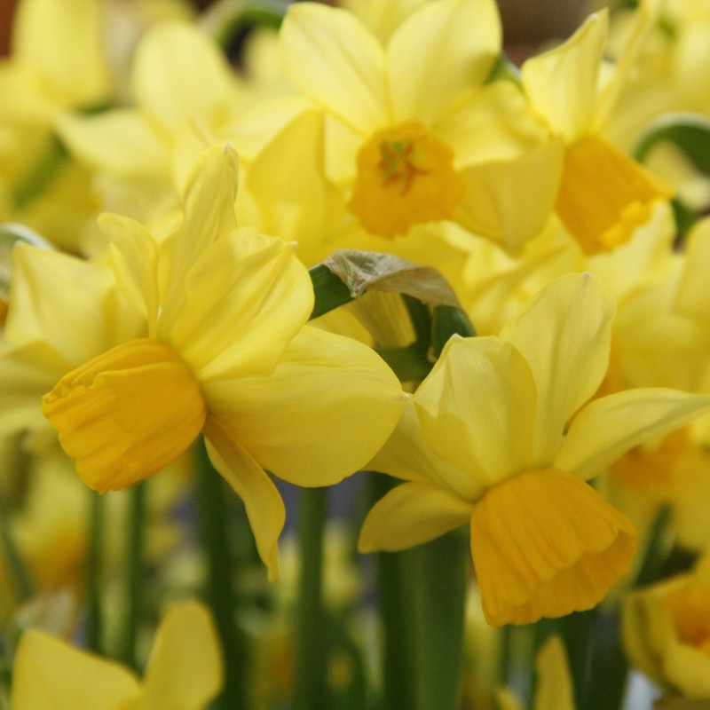 Narcissus 'Cornish Chuckles' Narcissus 'Cornish Chuckles'