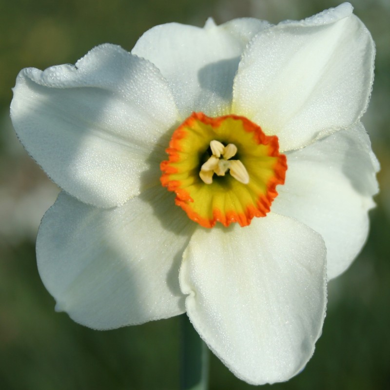 Narcissus 'Crenver' Narcissus 'Crenver'