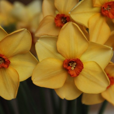 Narcissus 'Dear Lotte'