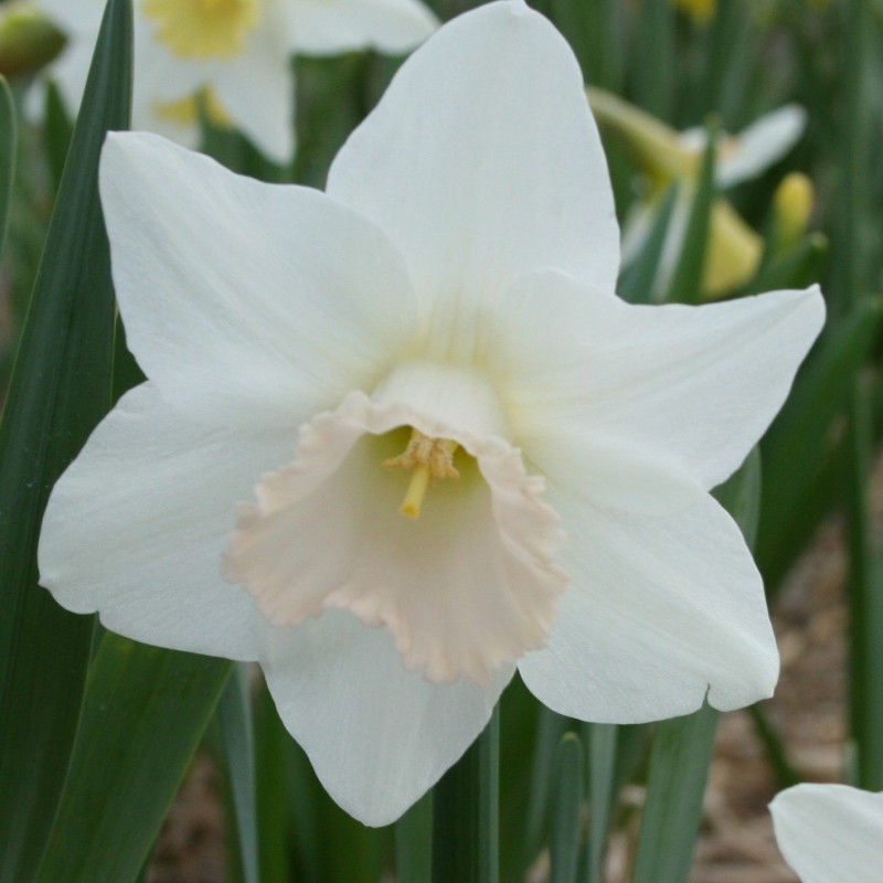 Narcissus 'Delta Flight' Narcissus 'Delta Flight'