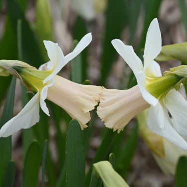 Narcissus 'Delta Flight' Narcissus 'Delta Flight'
