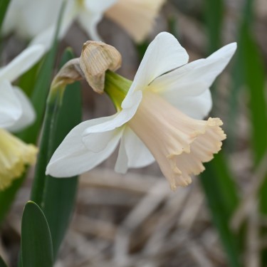 Narcissus 'Delta Flight' Narcissus 'Delta Flight'