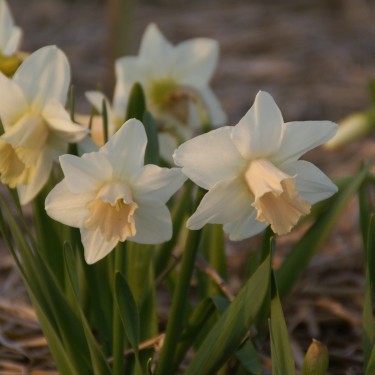 Narcissus 'Delta Flight' Narcissus 'Delta Flight'