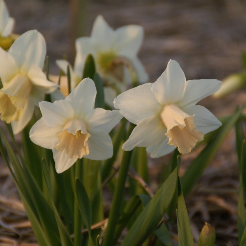 Narcissus 'Delta Flight' Narcissus 'Delta Flight'