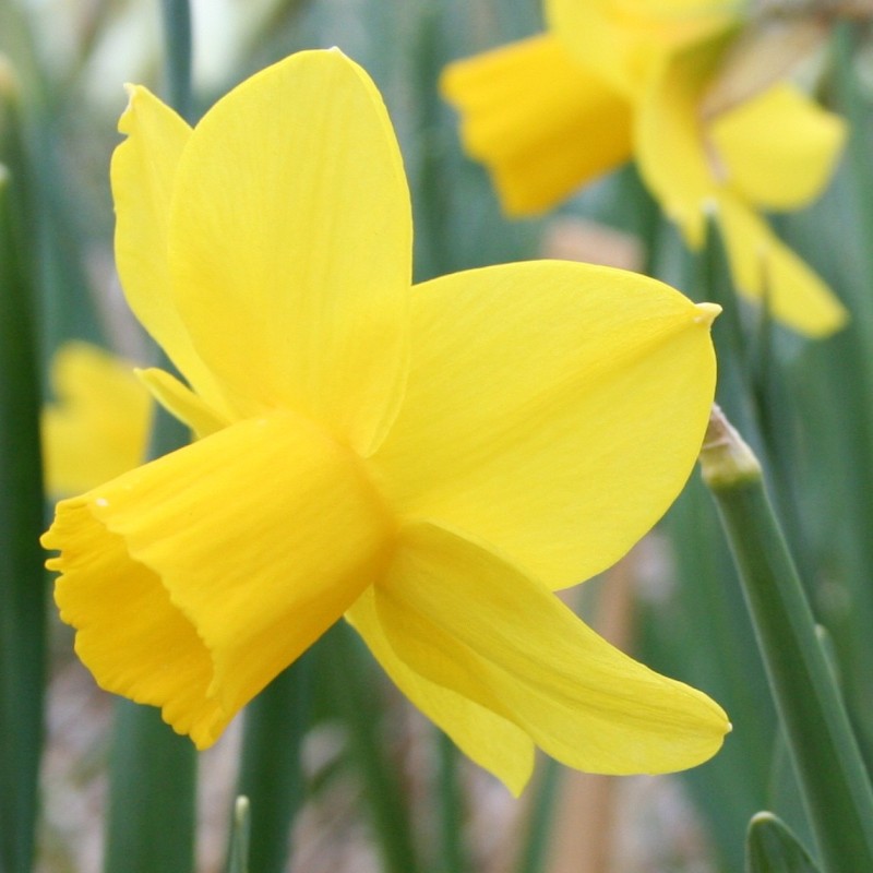 Narcissus 'Elfin Gold' Narcissus 'Elfin Gold'