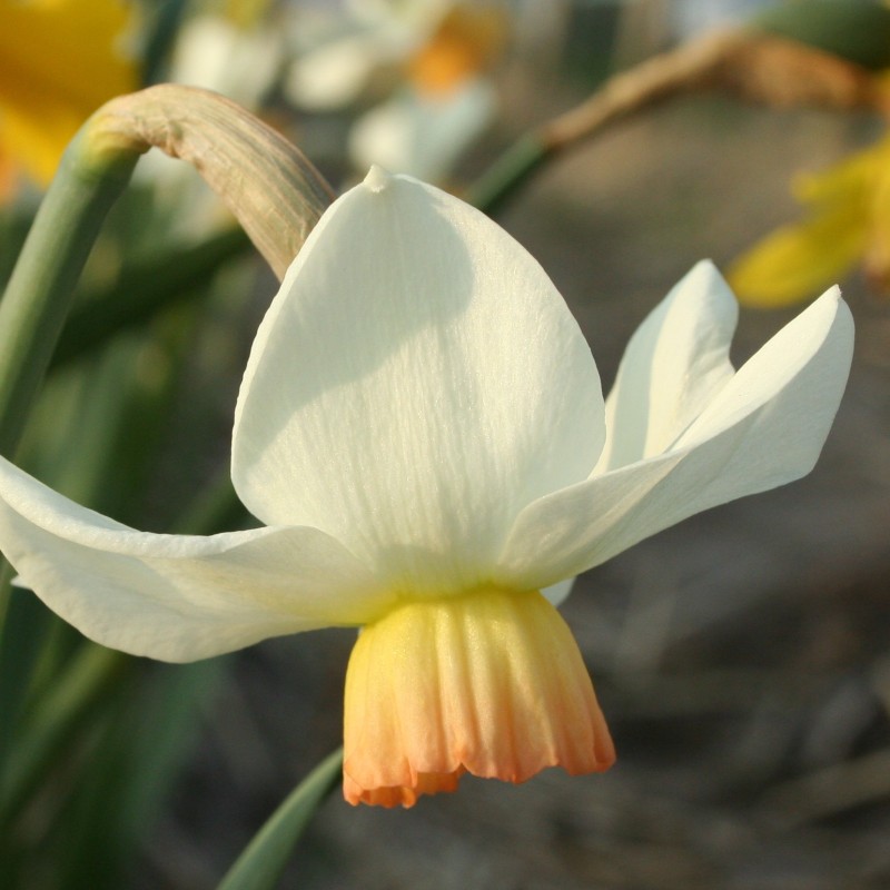 Narcissus 'Elizabeth Ann' Narcissus 'Elizabeth Ann'