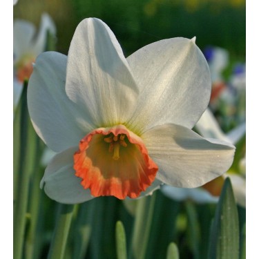 Narcissus 'Elizabeth Ann' Narcissus 'Elizabeth Ann'