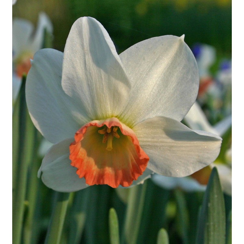 Narcissus 'Elizabeth Ann' Narcissus 'Elizabeth Ann'