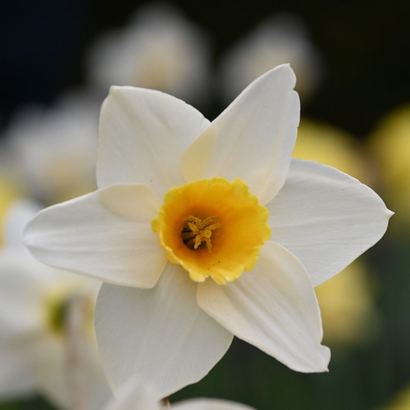 Narcissus 'Elizabeth Ann' Narcissus 'Elizabeth Ann'
