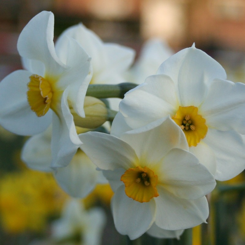 Narcissus 'Elvira' Narcissus 'Elvira'