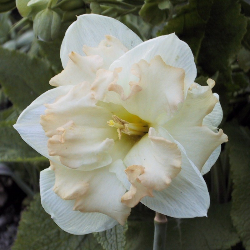 Narcissus 'Etincelante' Narcissus 'Etincelante'