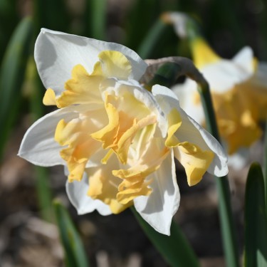Narcissus 'Etincelante' Narcissus 'Etincelante'