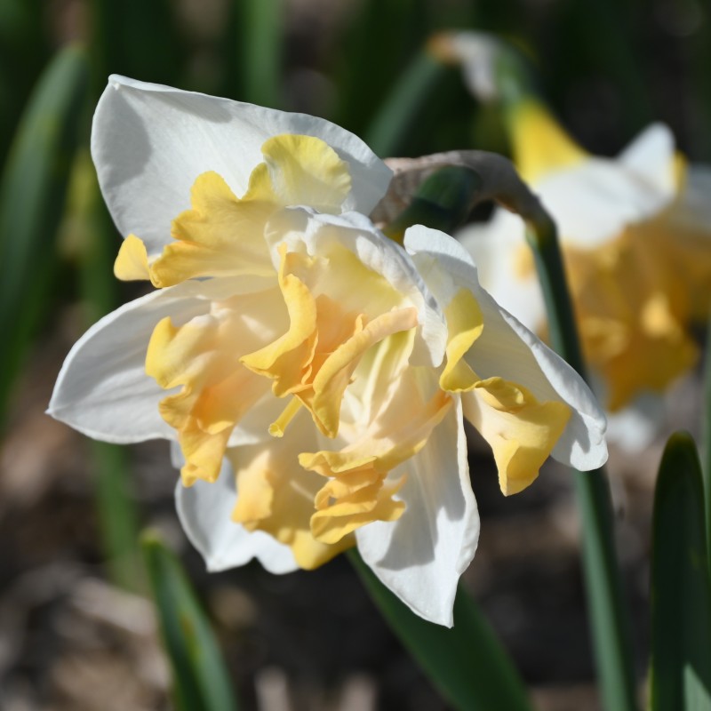 Narcissus 'Etincelante' Narcissus 'Etincelante'