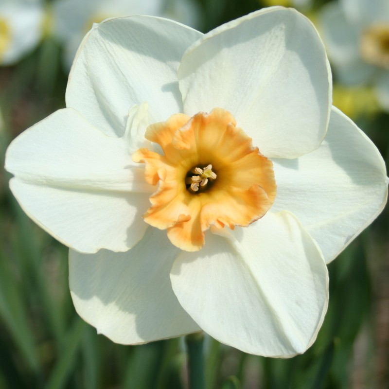 Narcissus 'Eyelet' Narcissus 'Eyelet'