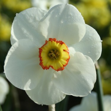Narcissus 'Eyelet' Narcissus 'Eyelet'